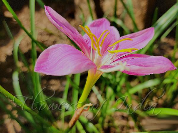 Large Anther Rain Lily